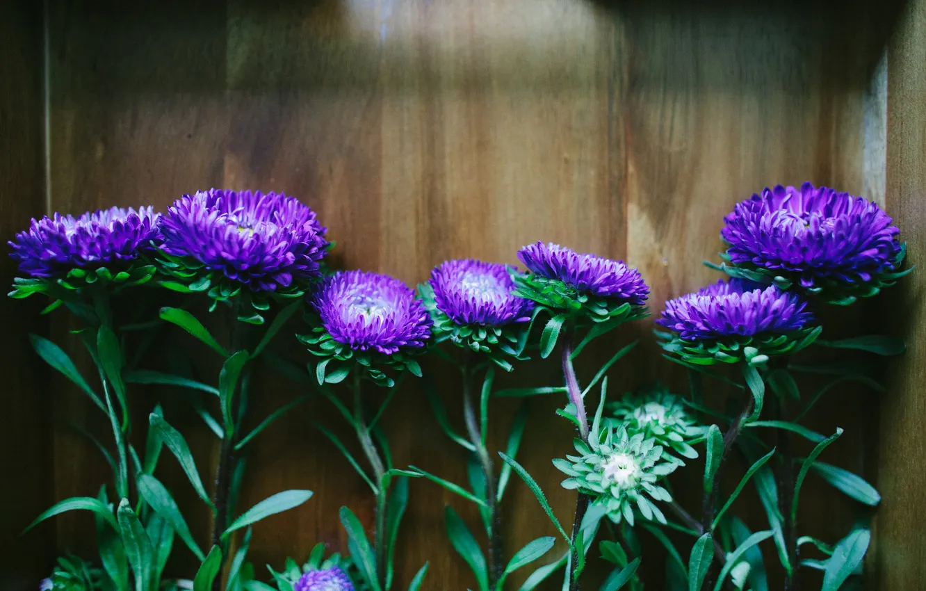 Photo wallpaper flowers, petals, asters