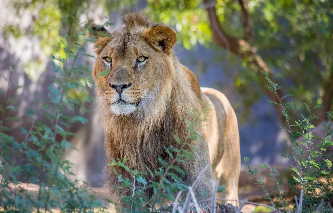 Photo wallpaper look, face, predator, Leo, Asian