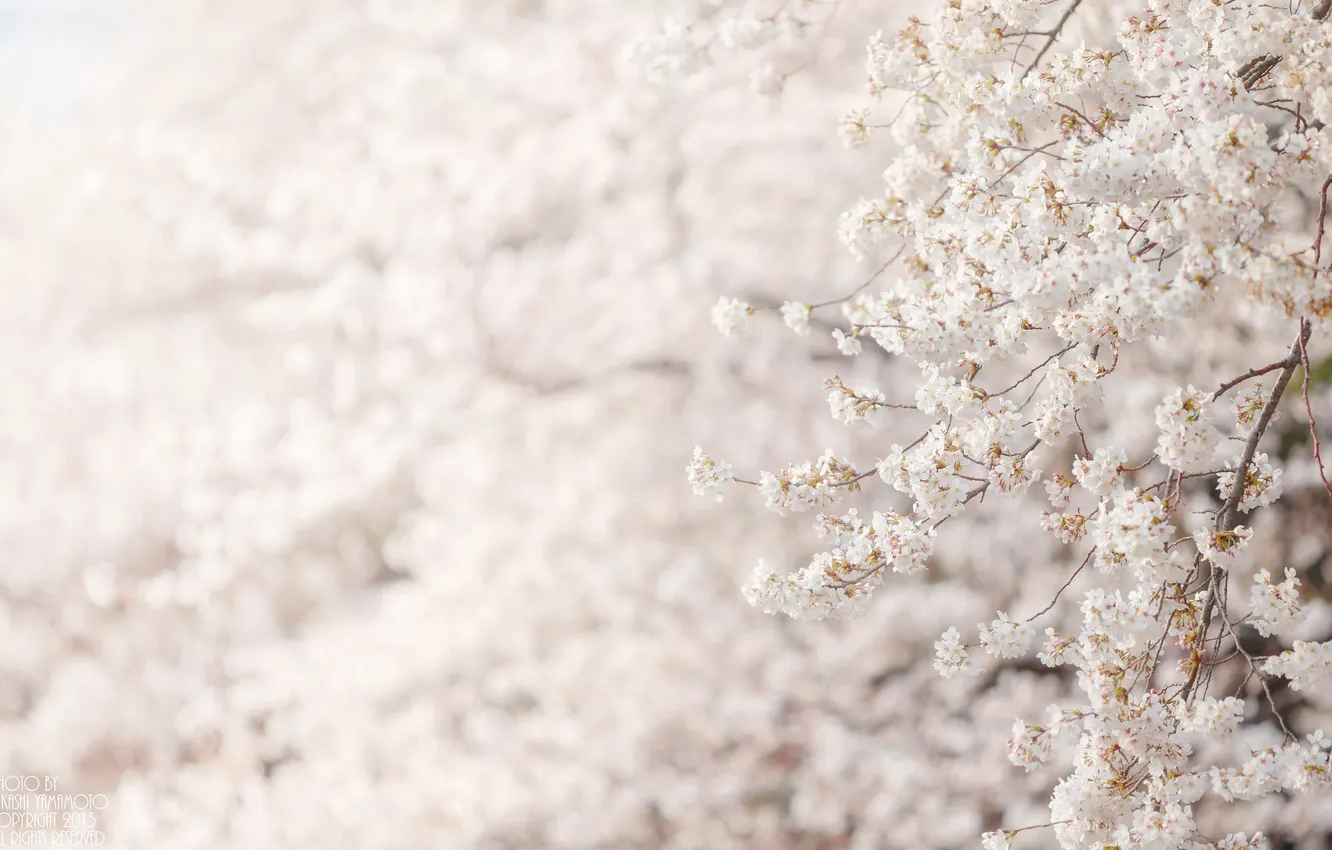 Photo wallpaper flowers, tree, Sakura, white