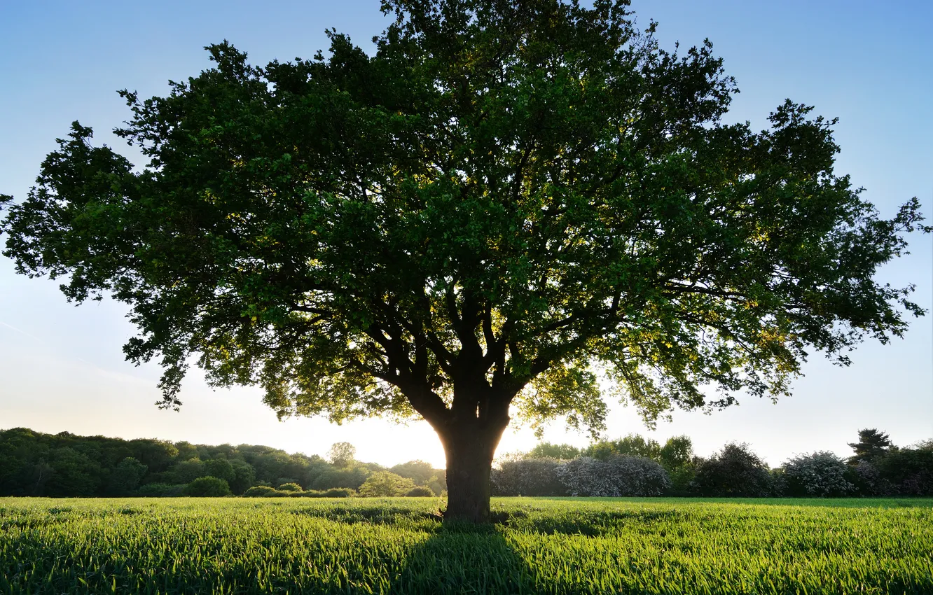 Photo wallpaper greens, grass, the sun, trees, branches, nature