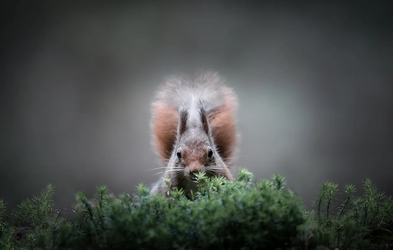 Photo wallpaper look, the dark background, moss, portrait, plants, protein, muzzle, tail