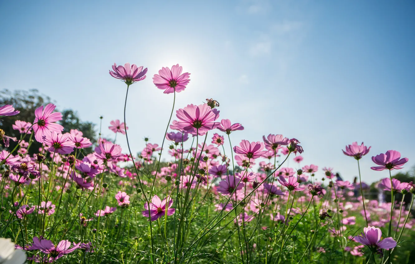 Photo wallpaper field, summer, the sun, flowers, summer, pink, field, pink