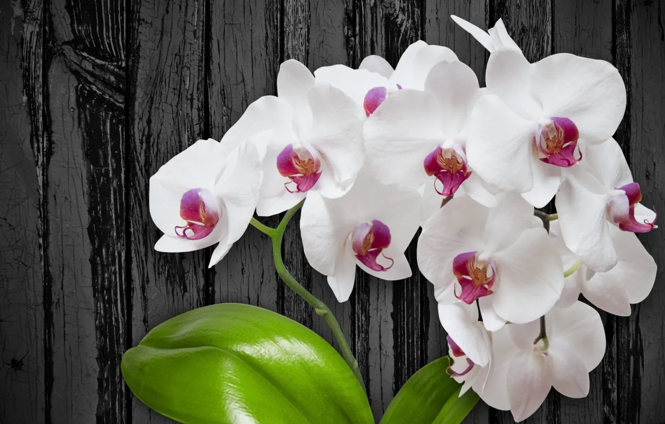 Photo wallpaper flowers, white, flower, wood, orchid