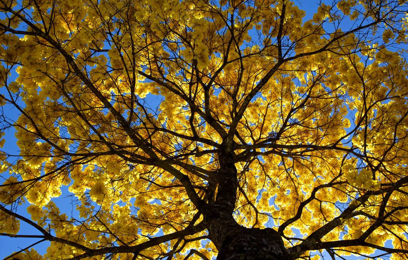Photo wallpaper autumn, the sky, leaves, trees, crown