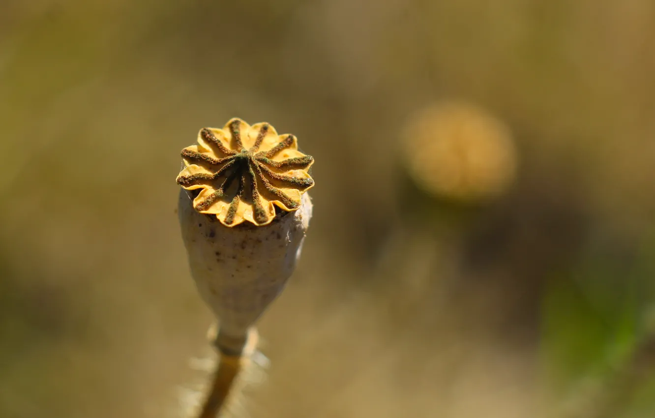 Photo wallpaper field, dry, poppy seed