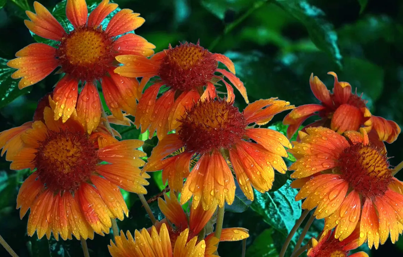 Photo wallpaper summer, drops, flowers, orange, Rosa, Gaylardiya