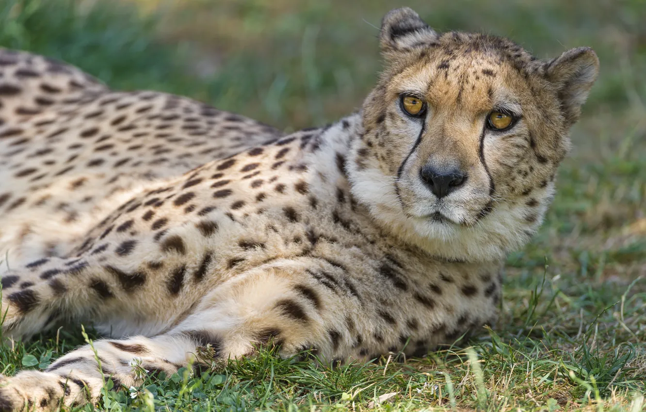 Photo wallpaper cat, grass, face, Cheetah, ©Tambako The Jaguar