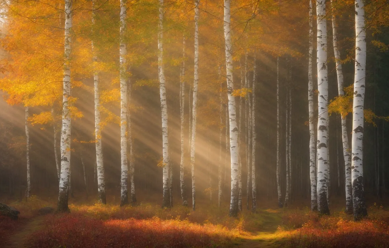 Photo wallpaper autumn, forest, the sun, rays, light, trees, branches, nature