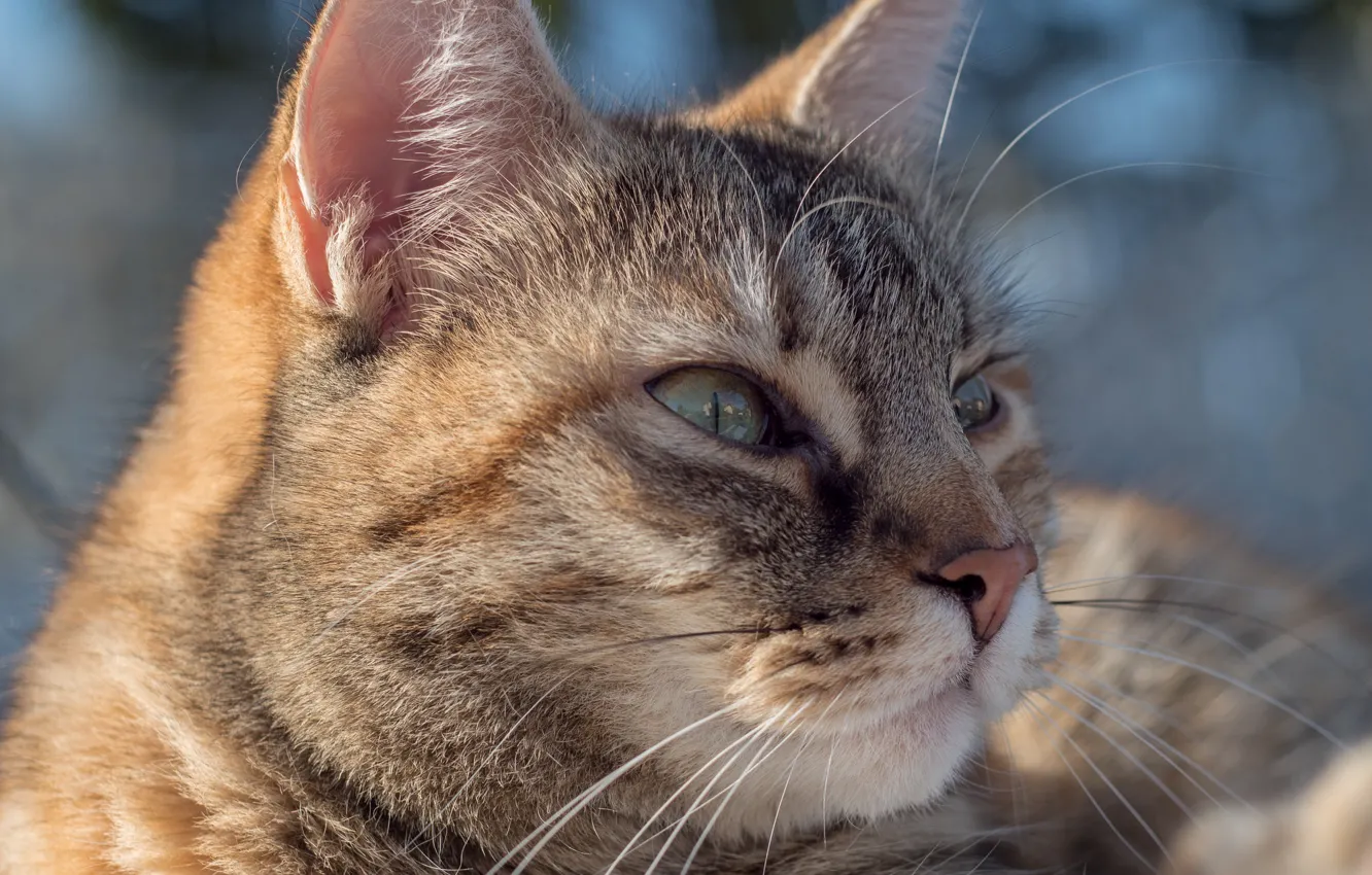 Photo wallpaper cat, cat, portrait, muzzle