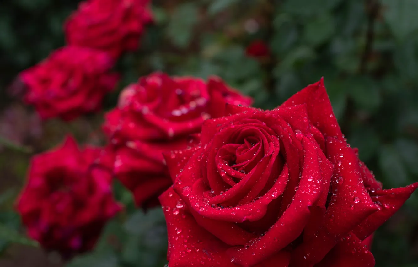 Photo wallpaper drops, macro, roses, petals, red rose, buds, bokeh