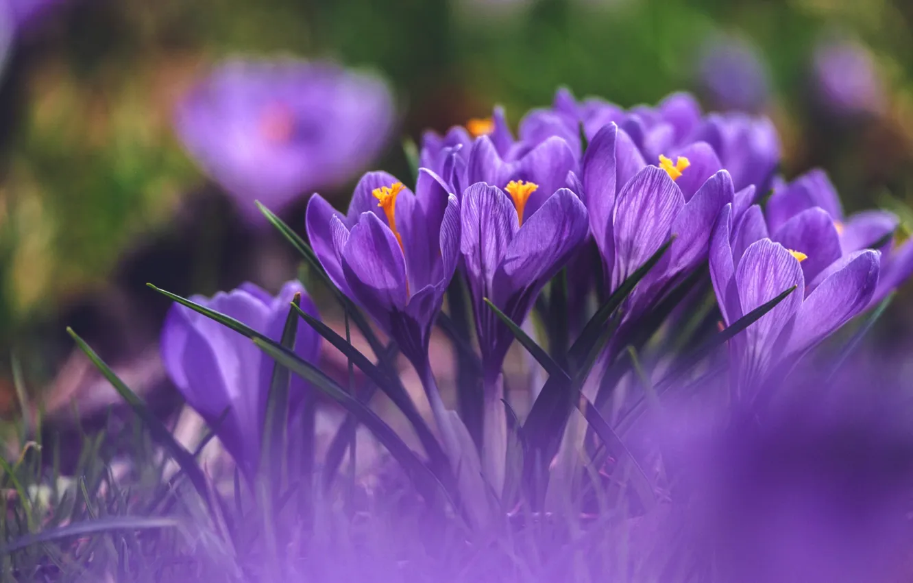 Photo wallpaper flowers, blur, spring, crocuses, lilac, bokeh