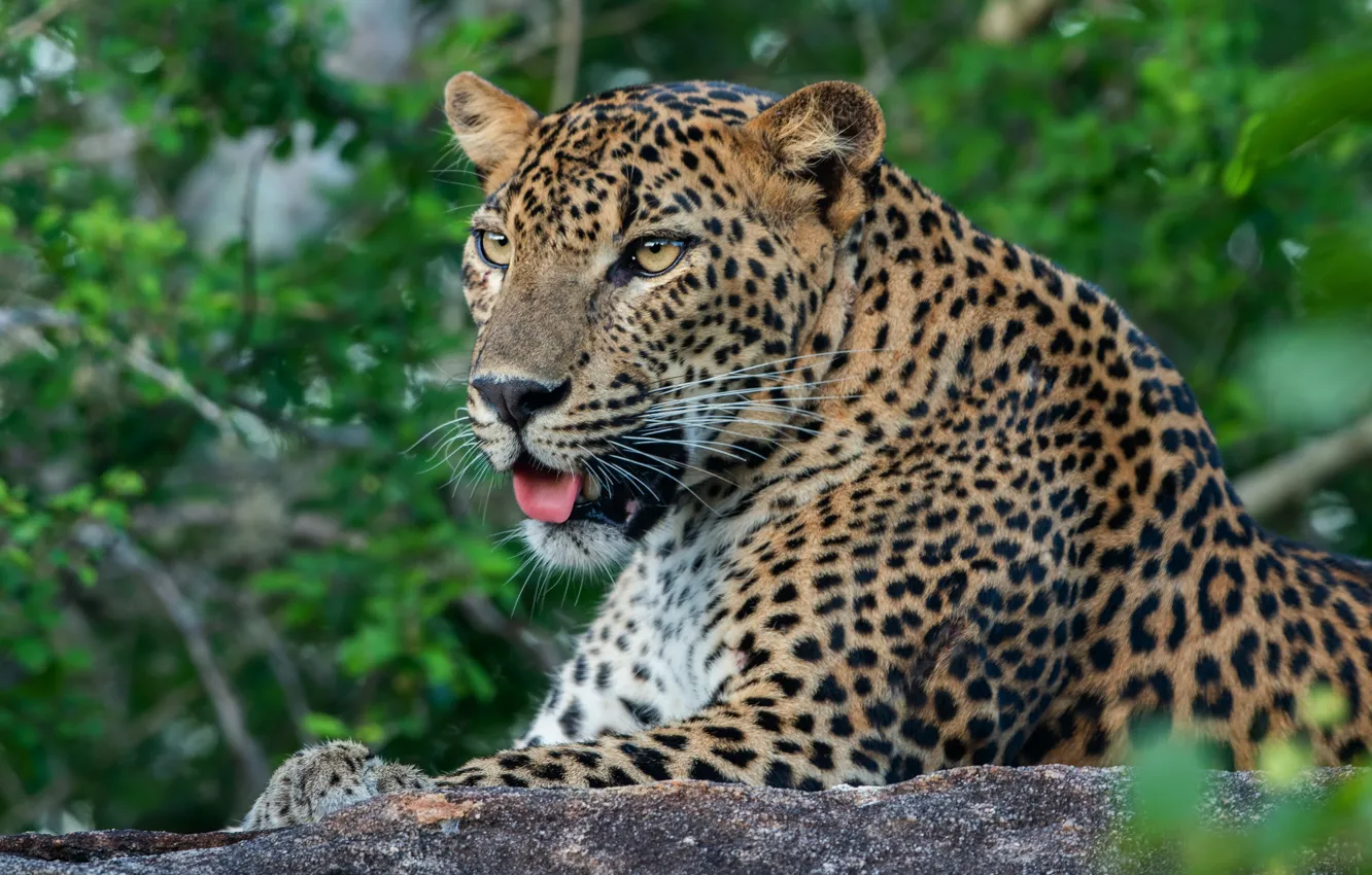 Photo wallpaper language, face, foliage, portrait, leopard, lies