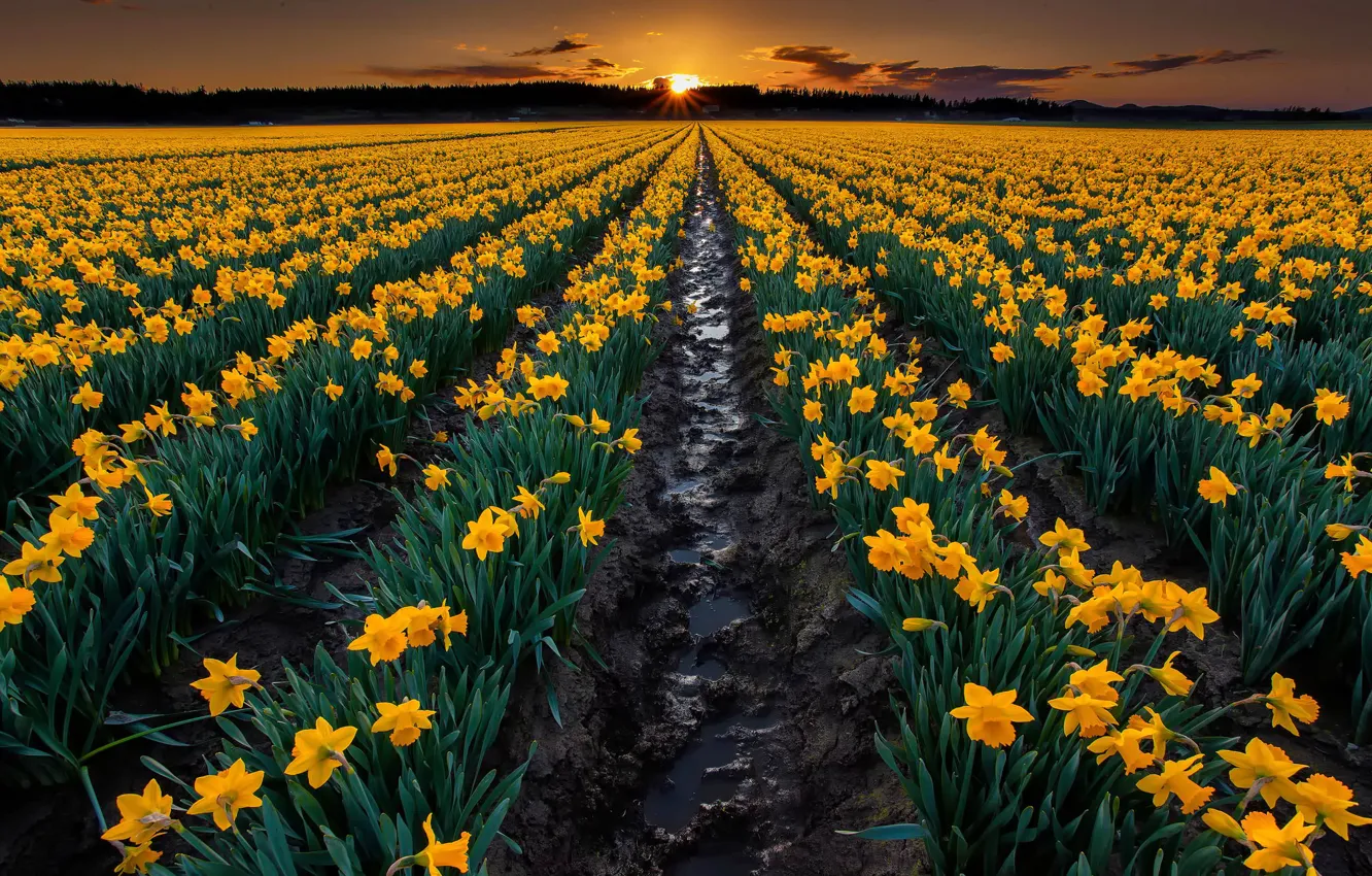 Photo wallpaper field, sunset, flowers, nature, earth, the evening, yellow, the beds