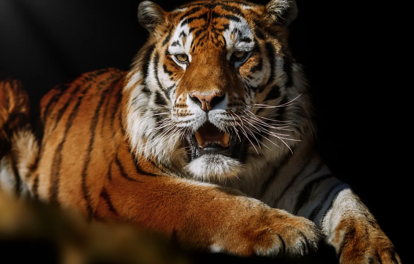 Photo wallpaper tiger, pose, animal, predator, Oleg Bogdanov
