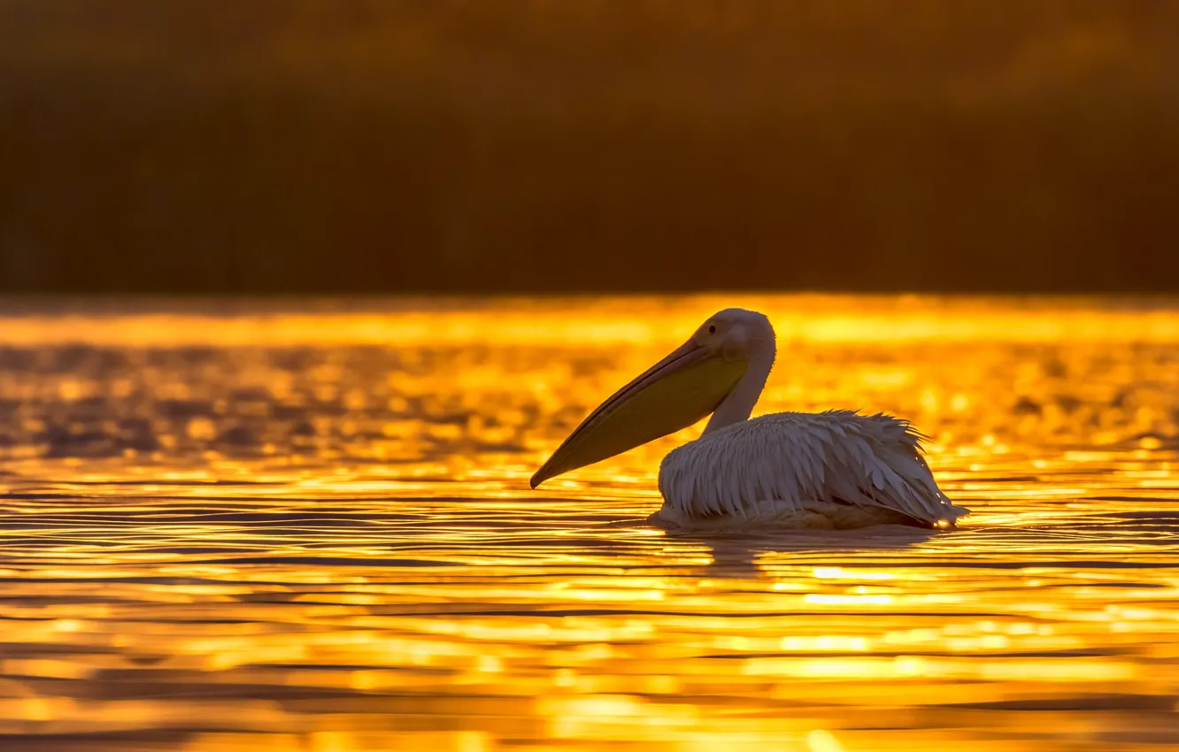 Photo wallpaper water, light, sunset, glare, bird, yellow background, pond, swimming