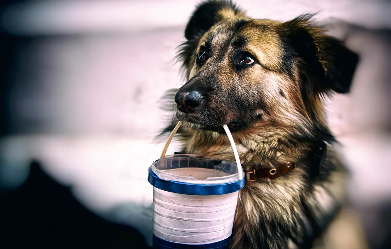 Photo wallpaper look, bucket, collar, dog