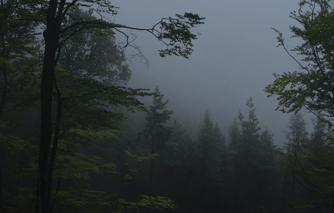 Photo wallpaper forest, trees, nature, fog