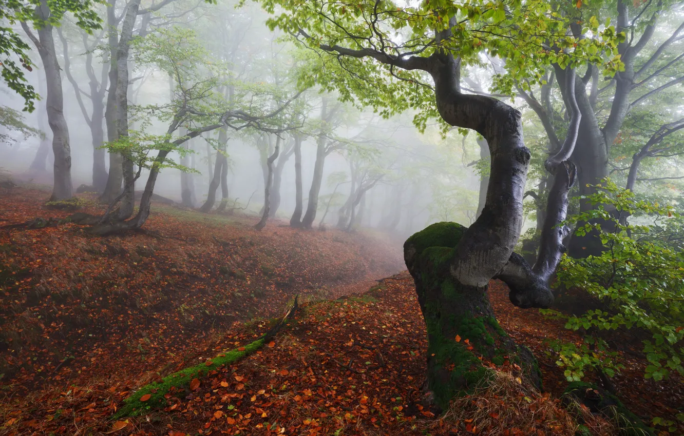 Photo wallpaper forest, nature, foliage, haze