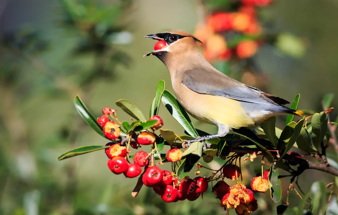 Photo wallpaper leaves, light, branches, red, berries, bird, beak, fruit