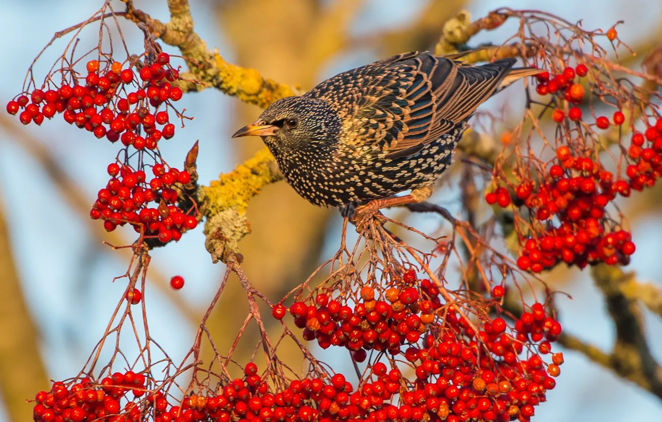 Photo wallpaper berries, bird, Rowan, Starling