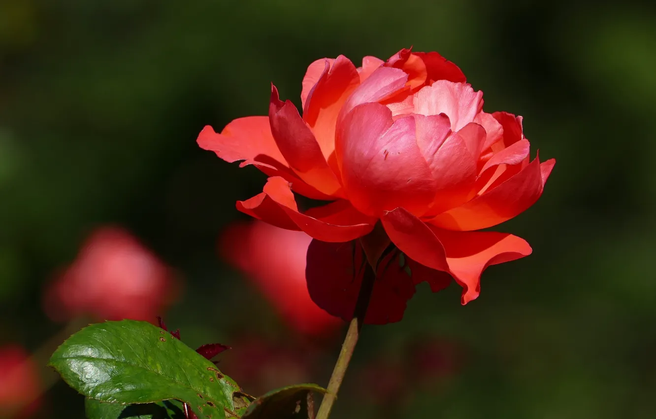 Photo wallpaper leaves, light, flowers, red, the dark background, roses, garden, stem