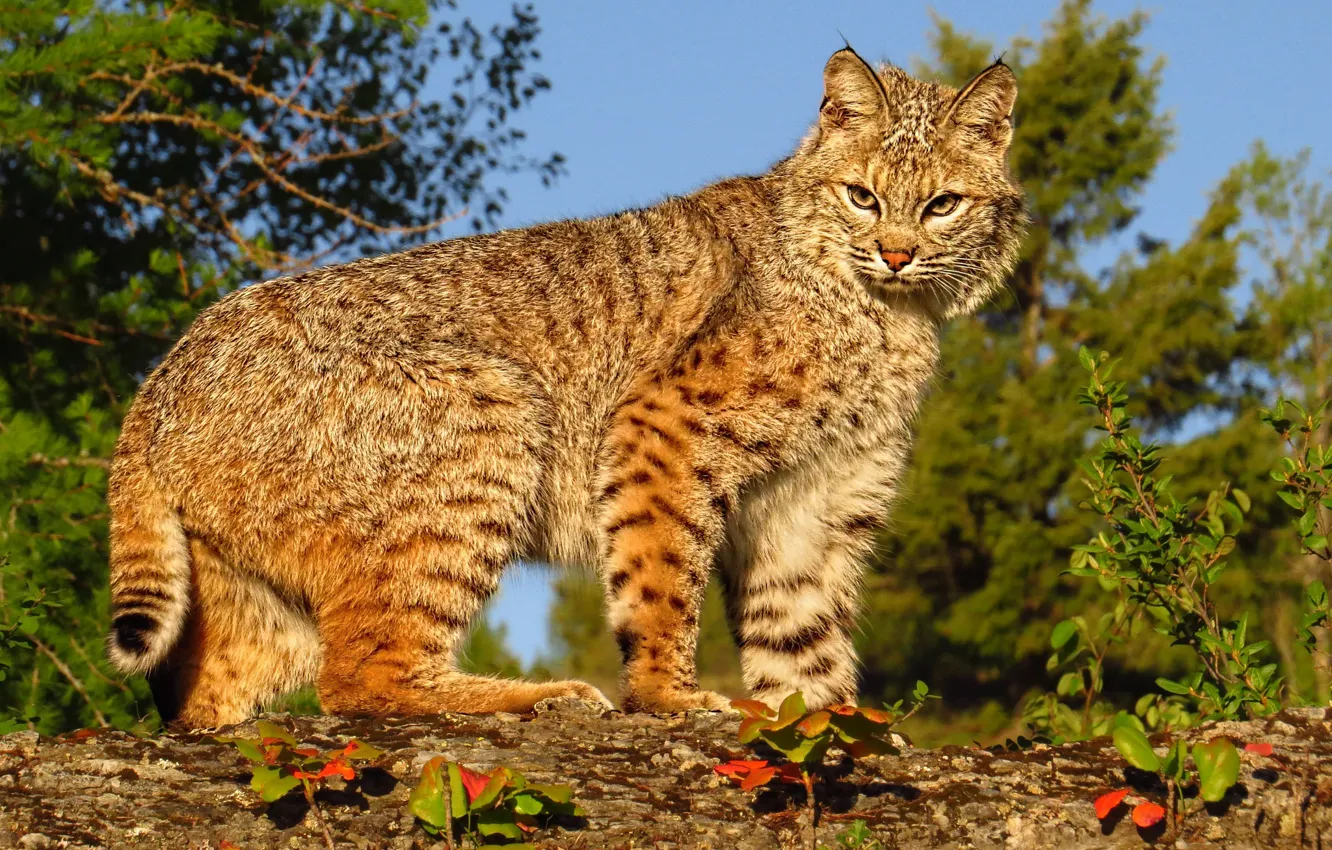 Photo wallpaper predator, lynx, wild cat