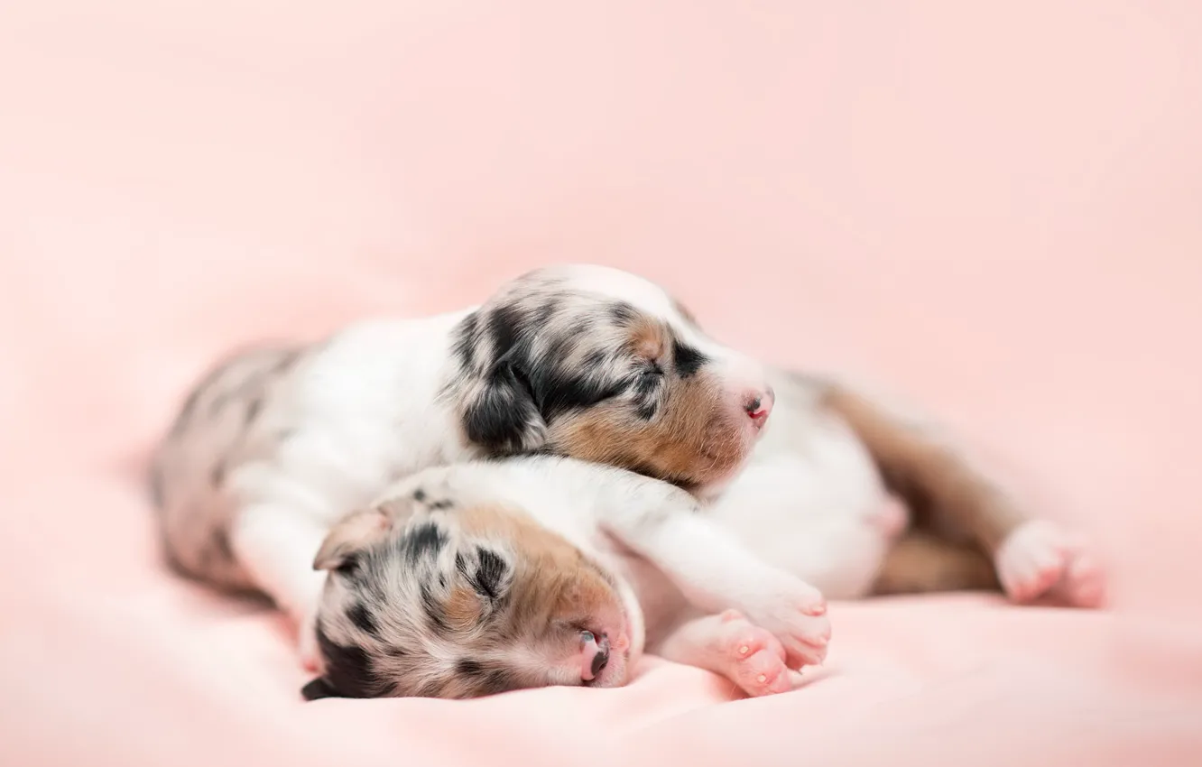 Photo wallpaper home, dog, puppy