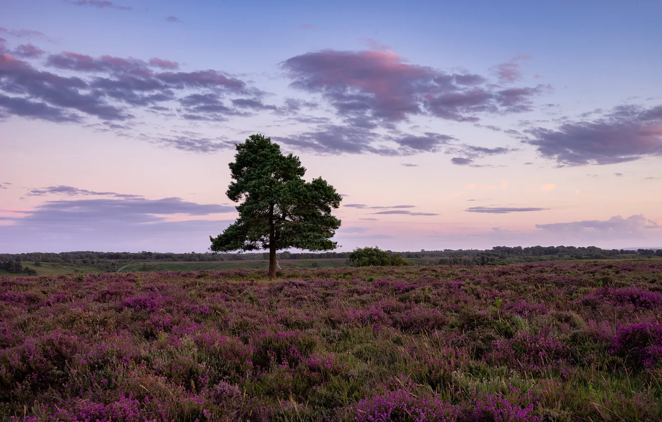 Photo wallpaper field, trees, pine, Heather