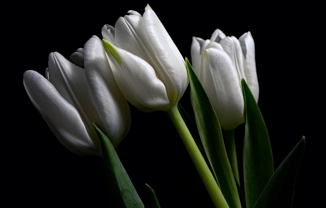 Photo wallpaper white, tulips, buds