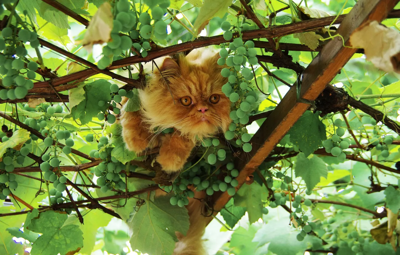 Photo wallpaper greens, cat, summer, cat, look, face, leaves, branches