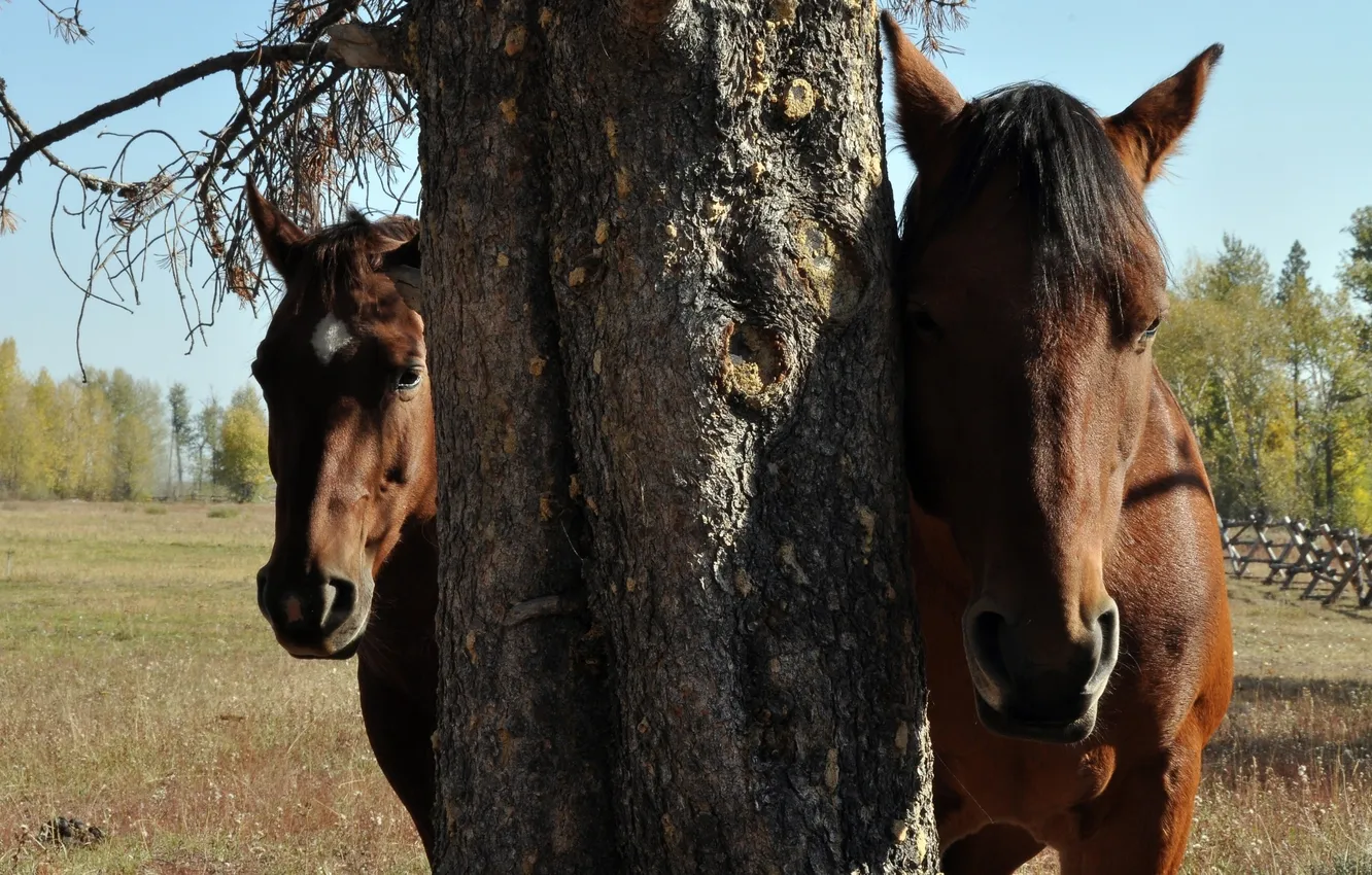 Photo wallpaper nature, tree, horse, horse, stealth