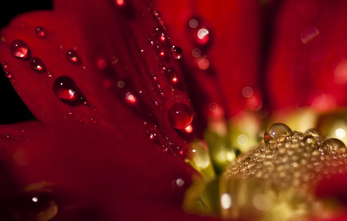 Photo wallpaper drops, flowers, red, Dahlia, Drop, Delight