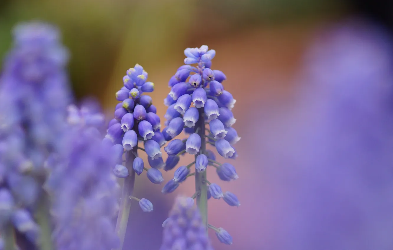 Photo wallpaper flowers, blue, nature, focus, Muscari