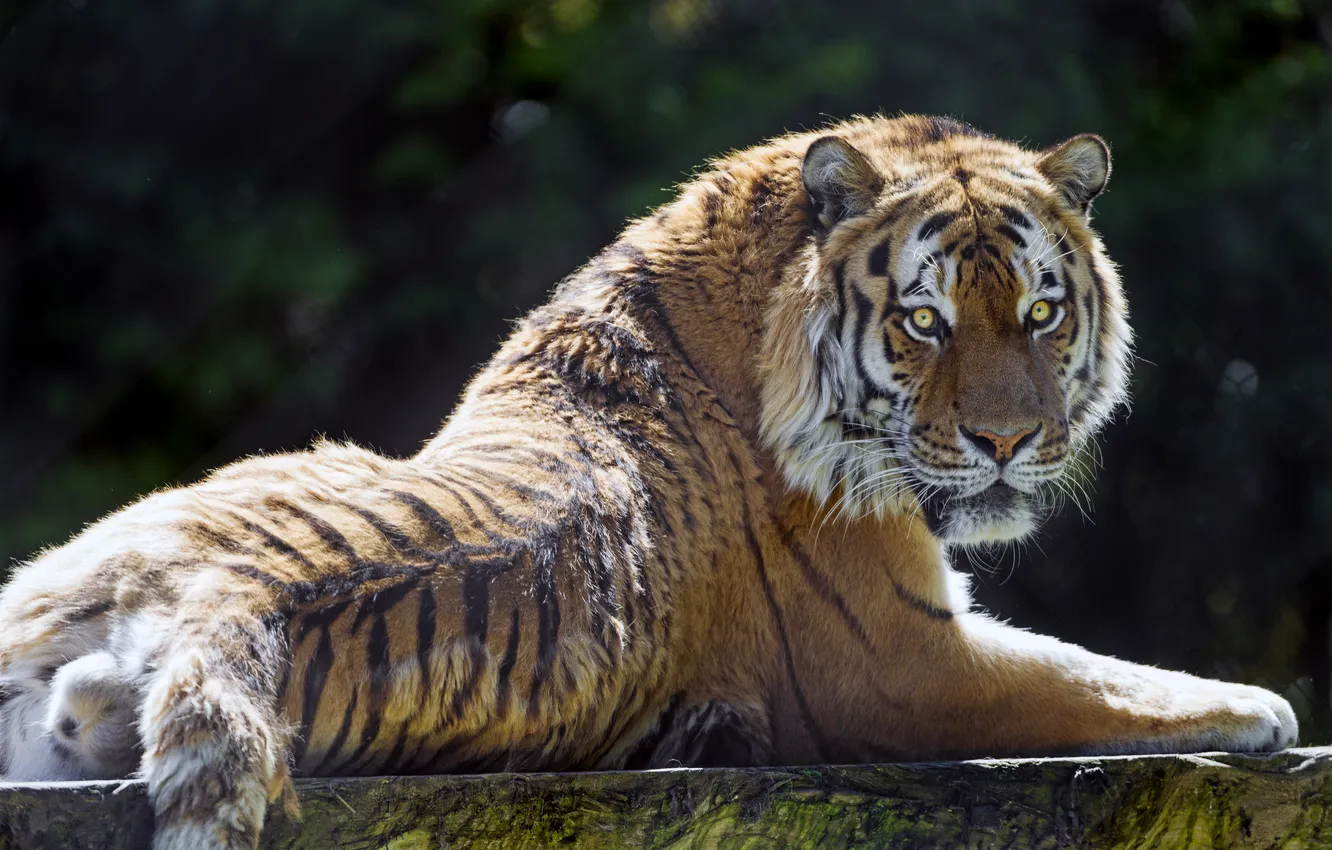 Photo wallpaper cat, look, tiger, Amur, ©Tambako The Jaguar
