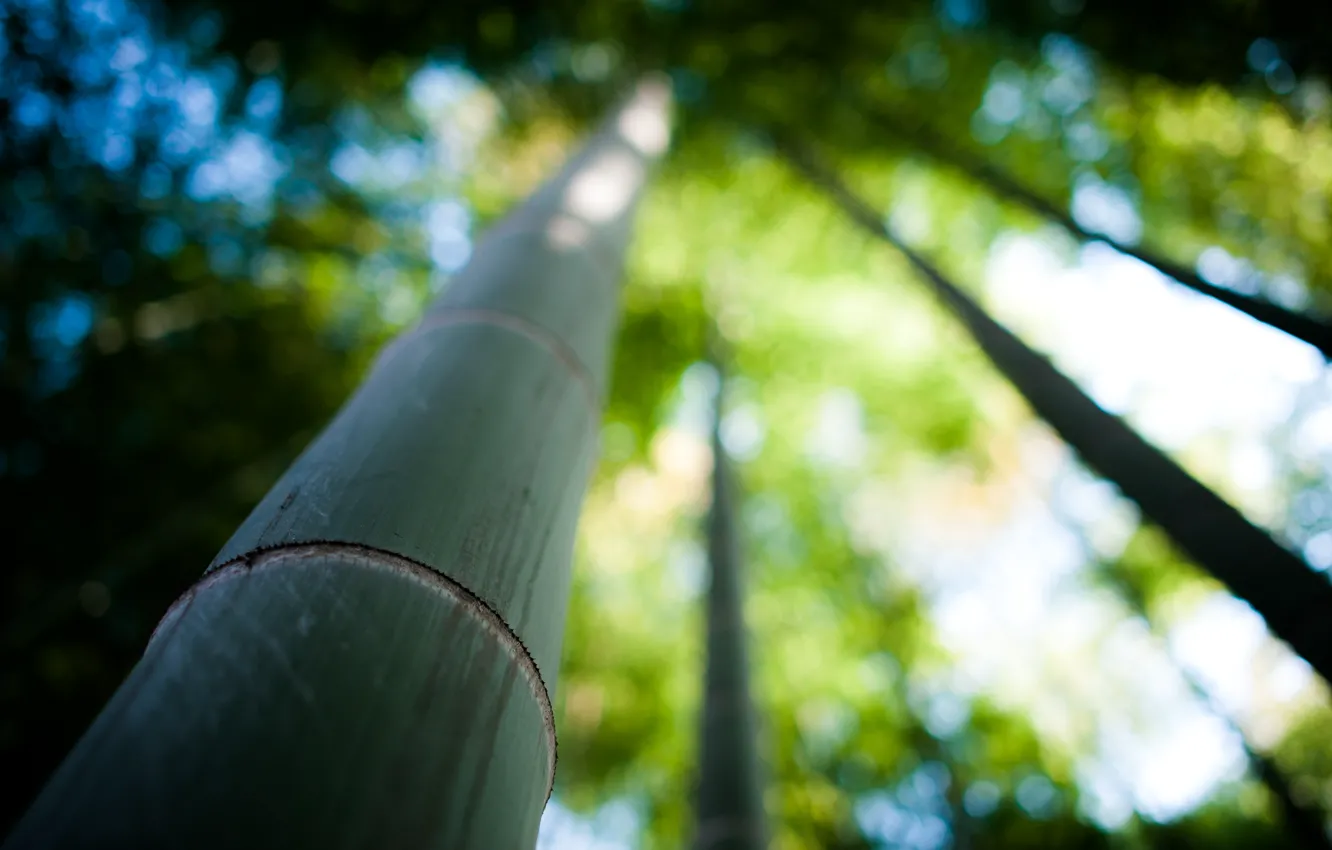 Photo wallpaper trees, nature, focus, bamboo, trunk, bamboo