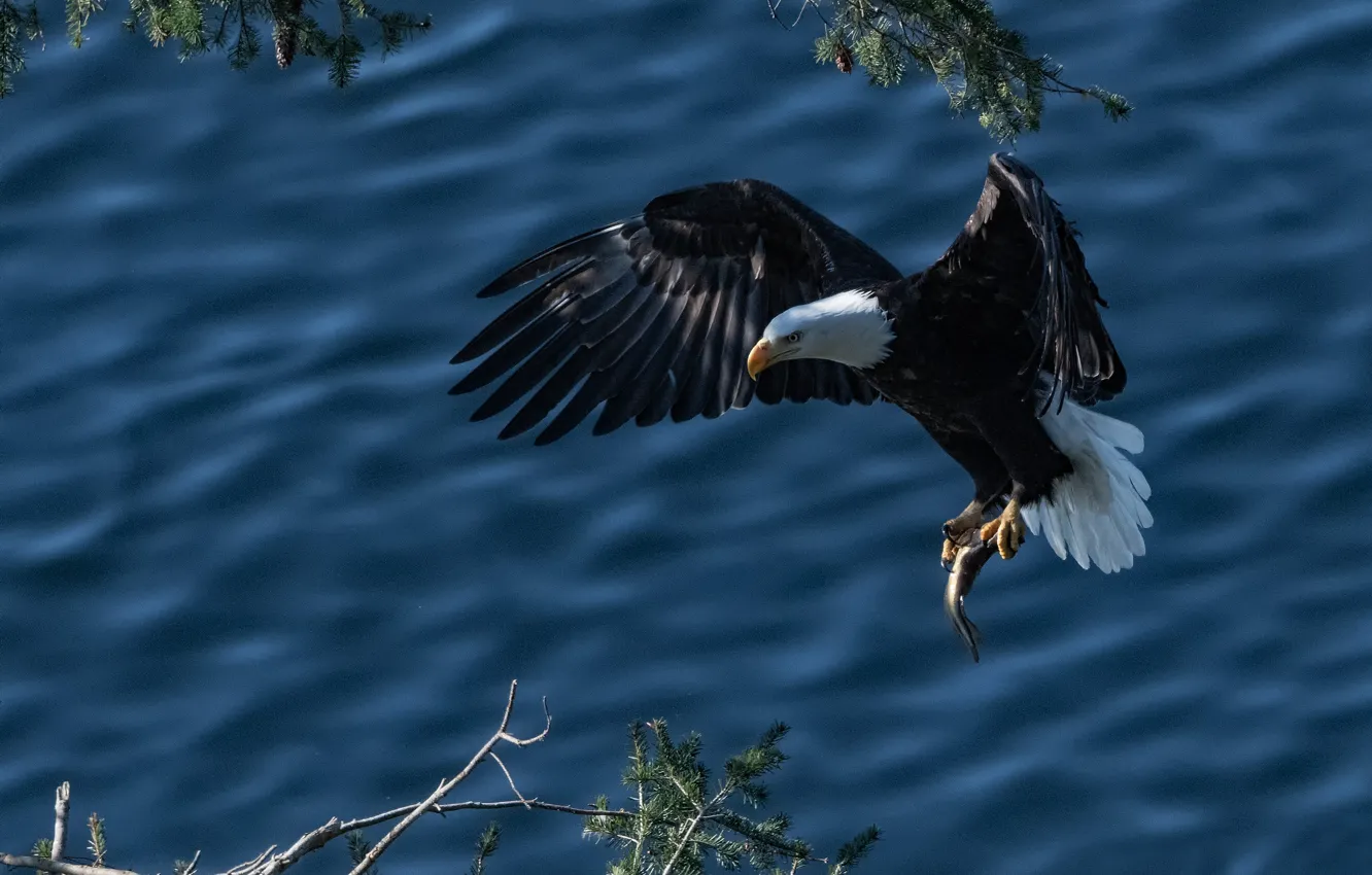 Photo wallpaper water, branches, bird, wings, fish, mining, Bald eagle, catch