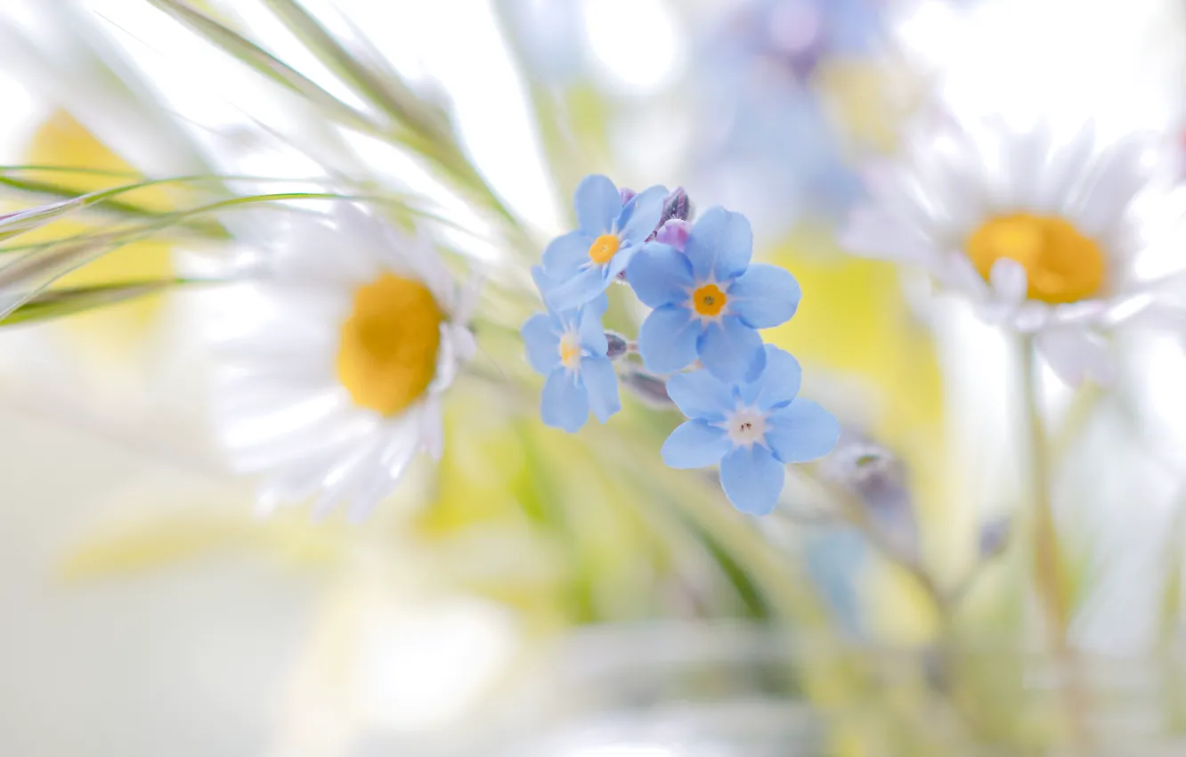 Photo wallpaper flowers, daisies, bokeh