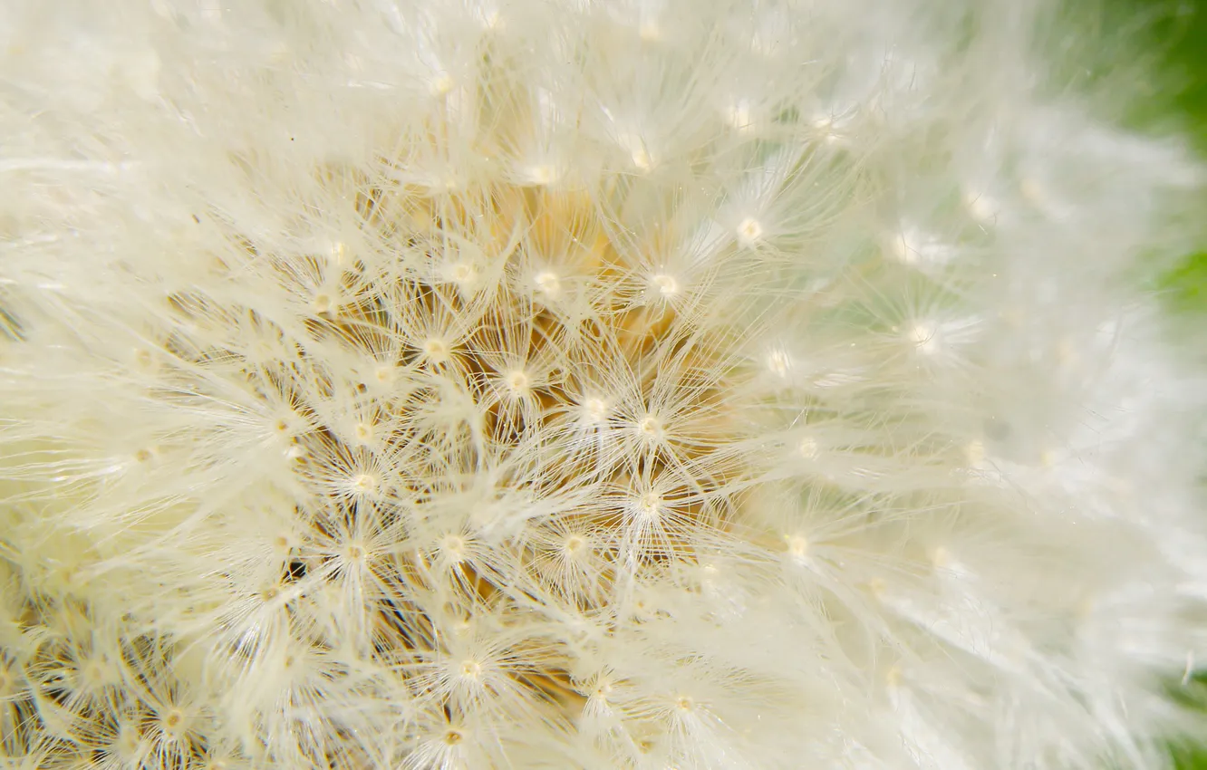 Photo wallpaper white, delicate, dandelion