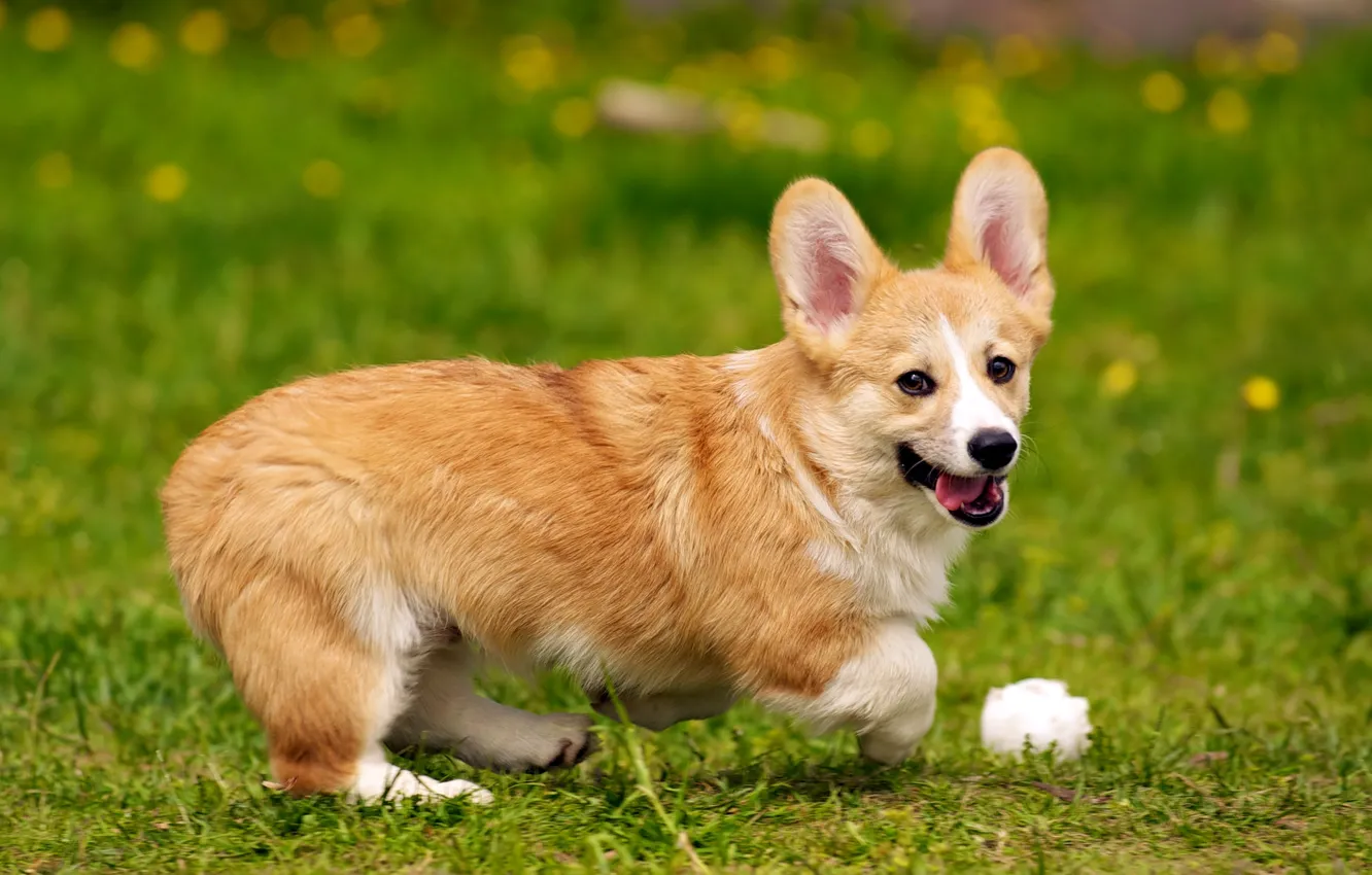Photo wallpaper dog, dog, Welsh Corgi