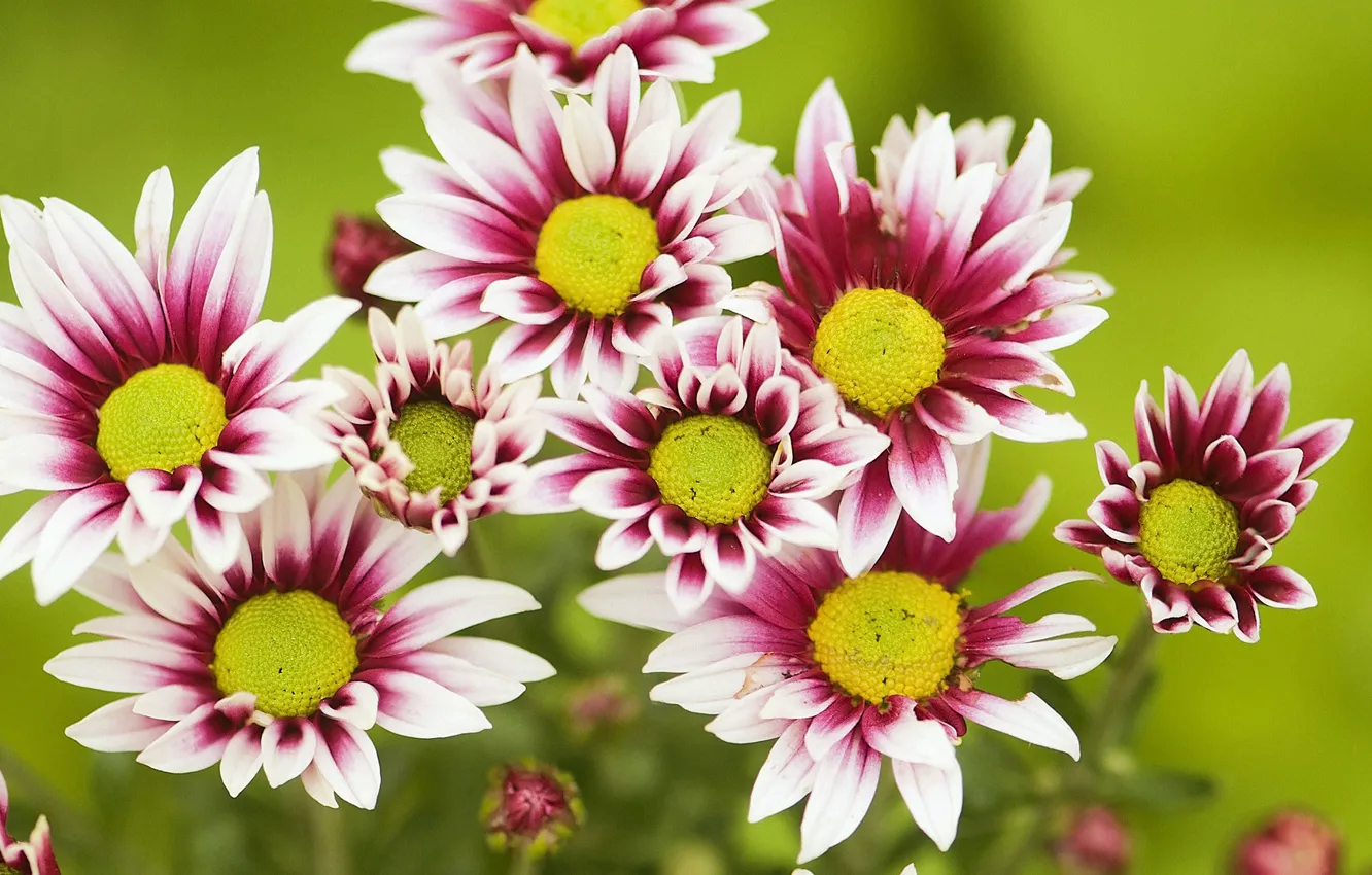 Photo wallpaper flowers, chrysanthemum