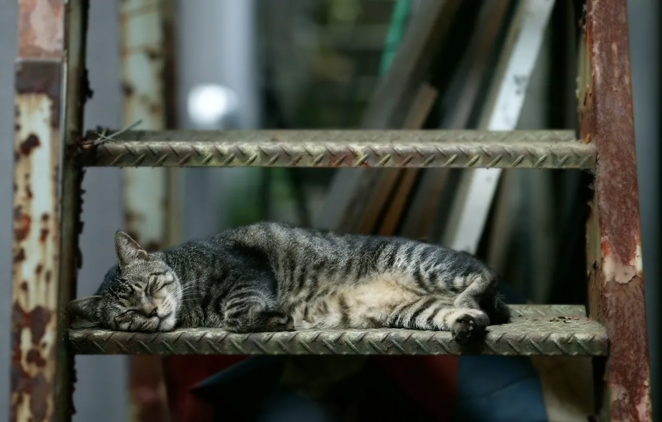 Photo wallpaper cat, sleeping, the stairs