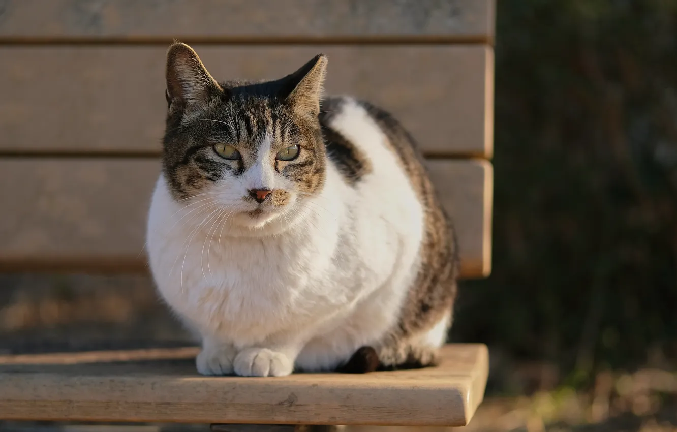 Photo wallpaper cat, cat, bench