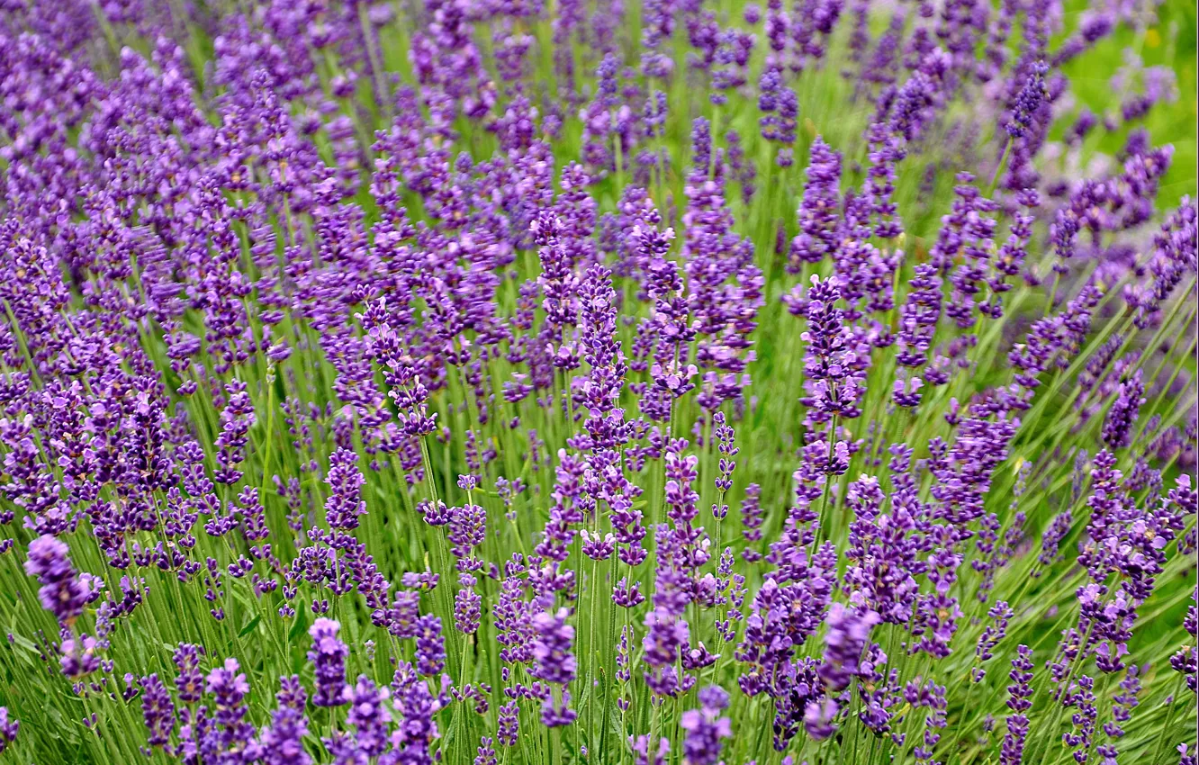 Photo wallpaper field, field, lavender, lavender