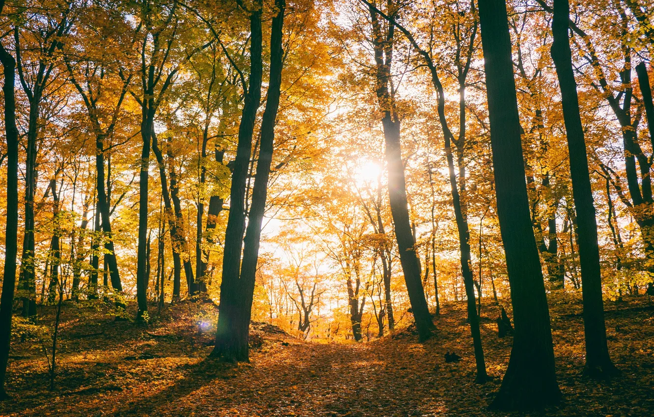 Photo wallpaper autumn, forest, leaves, the sun, rays, light, trees, branches