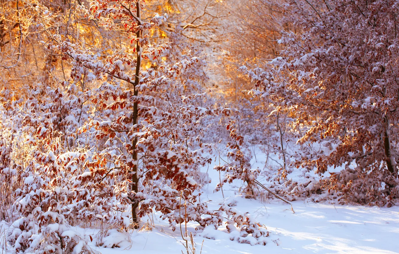 Photo wallpaper leaves, snow, sunlight