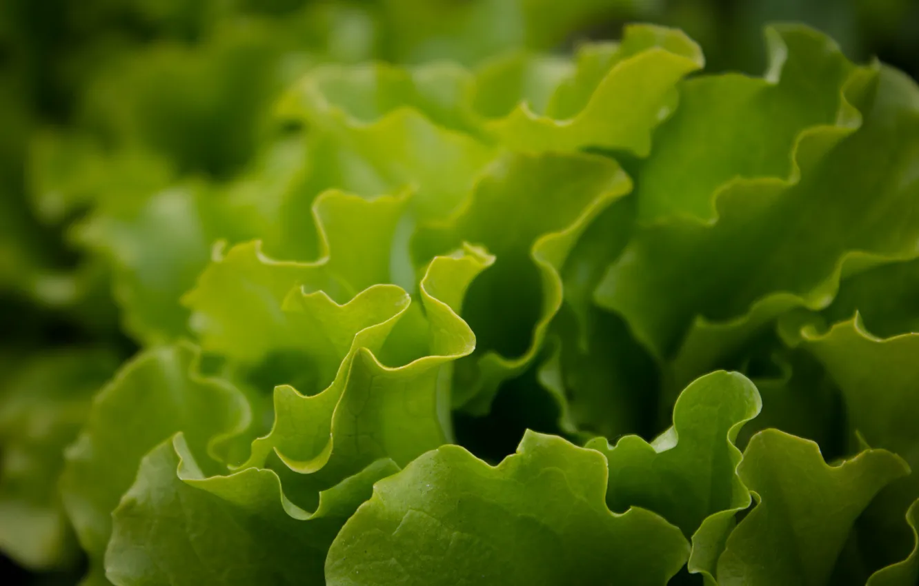 Photo wallpaper macro, the garden, salad