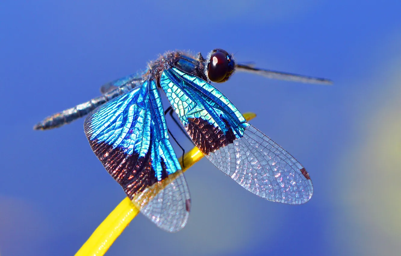 Photo wallpaper insects, nature, leaf, wings, dragonfly, nature, wings, dragonfly