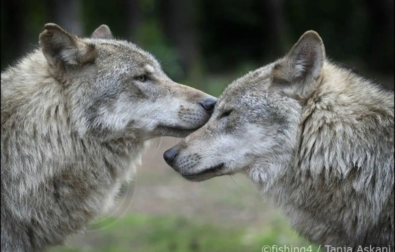 Photo wallpaper Predator, nature, snow, face, animal, wolf, canis lupus, wildlife
