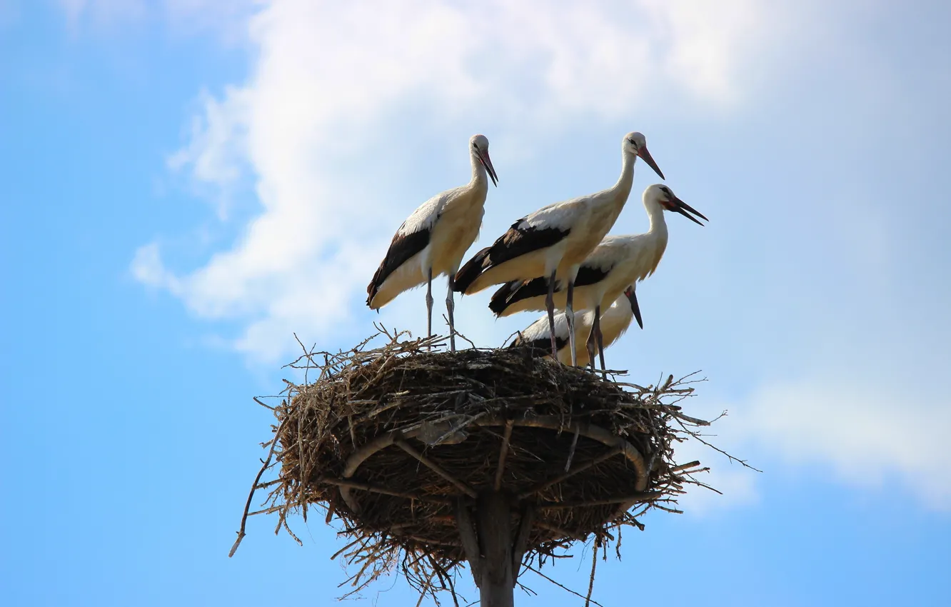 Photo wallpaper the sky, birds, nature, socket, storks