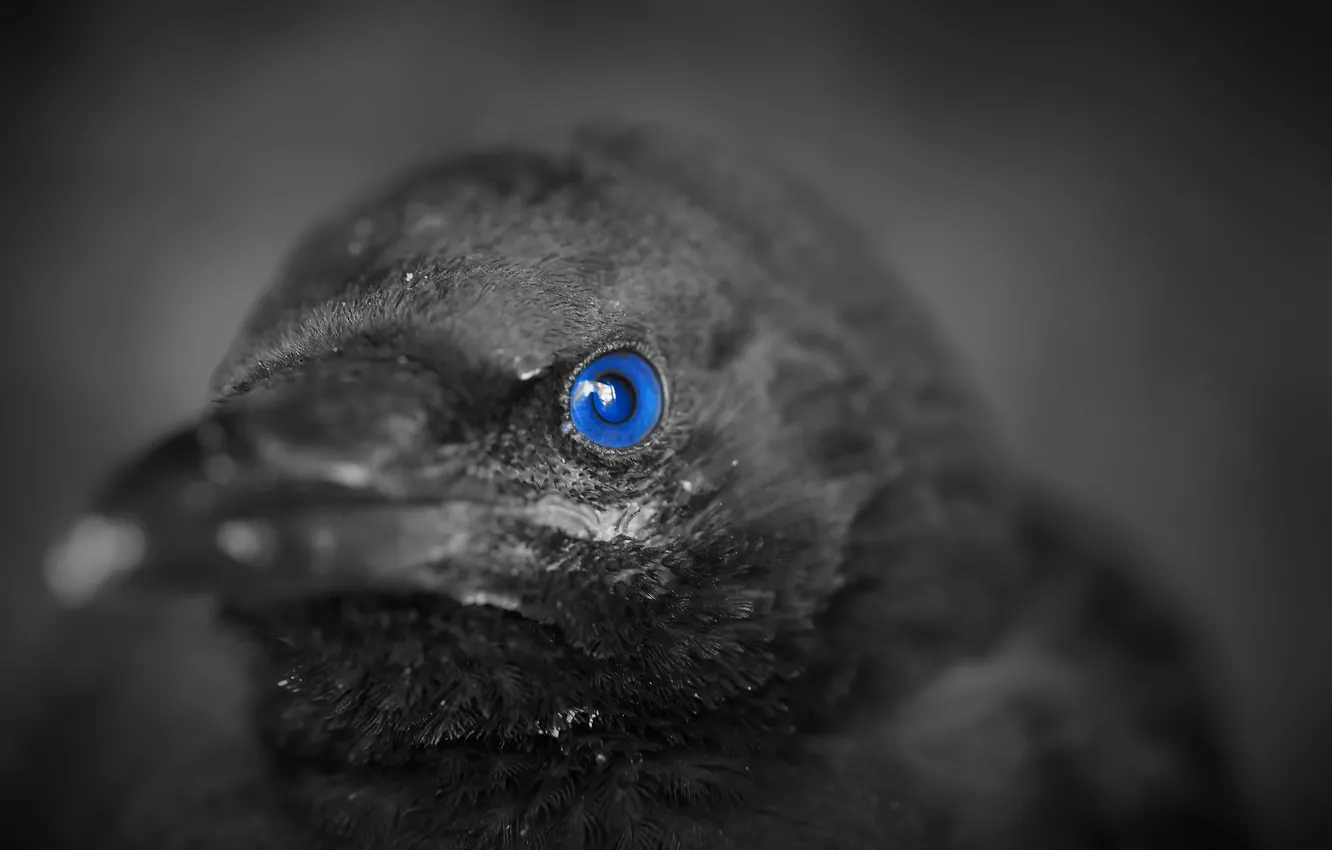 Photo wallpaper eyes, background, bird